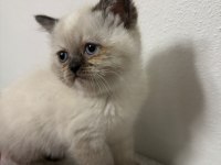 Safkan bebekler teslime hazır kedimiz