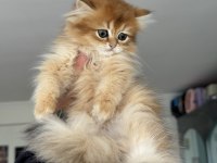 En güzel  golden british shorthair ve longhair bebekler