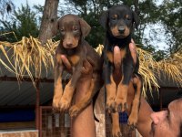 Doberman yavruları