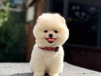Sağlık Ve Irk Garantili Pomeranian