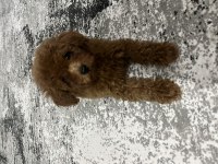 Toy poodle bebeklerimiz