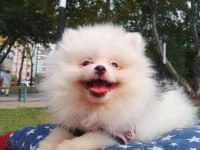 A kalite pomeranian yavrularımız