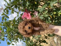 Kilo Boy Ve Sağlık Garantili Poodle