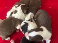 Şeker Köpekler Bunlar