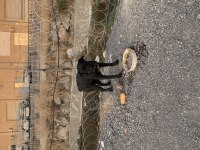 Cane corso yavruları Bir ay sonra doğum