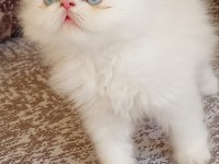 Güzel bir dişi bebek chinchilla