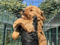 Kaliteli poodle detaylı bilgi için arayın