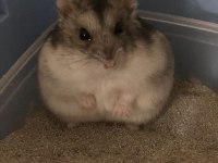 HAMSTER GONZALES YAVRULARIMIZ HERYERE GÖNDERİM