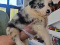 Orjinal border collie yavrularımız