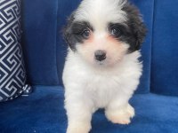 Terrier bebek köpekler