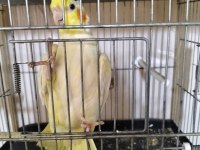 Kaliteli yeme düşmüş kuşlar