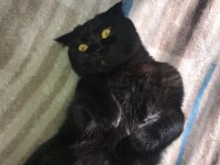 Ömürlük yuva arıyoruz scottish fold