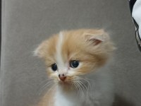 Scottish Fold Erkek 1 Aylık
