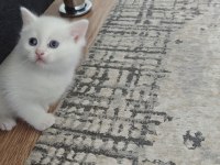 Siyam kedisi yavruları