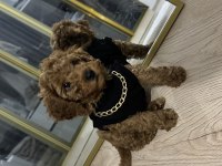 2,5 Aylık Aşılı Tuvalet Eğitimli Toy Poodle