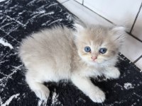 Üst düzey Safkan British golden bebekler