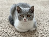 Muhteşem British Shorthair Blue Bicolor Dişi Yavrular
