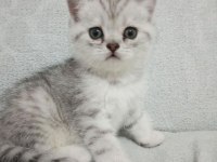 1.5 Aylık Yavru British Shorthair