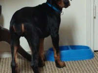 Koyu Maske Doberman Eğitim Destekli