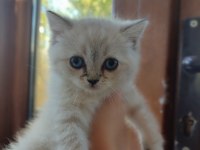 3 aylık british shorthair yavrularımız