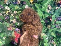 Efsane poodle yavrularımız hazır
