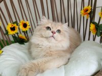 SHOW KALİTE SAFKAN BRITISH LONGHAIR LİLAC GOLDEN YAVRULAR
