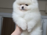 ÜST KALİTE AYI SURAT POMERANİAN BOO (DİŞİ)