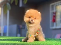 Sevimli pomeranian boo bebeklerimiz teslime hazırlar
