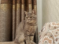 British longhair 5 aylık kedimiz