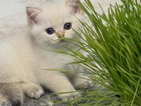 British Shorthair Yavruları