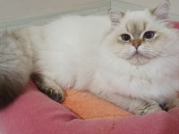 16 aylık aktif şecereli british longhair