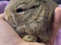 CÜCE NETHERLAND DWARF TAVŞAN YAVRULARIMIZ