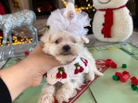 Koreden Gelen Güzeller Güzeli Mikro Boy Maltese Kızım