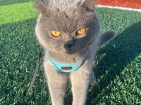 1 yaşında british shorthair gri