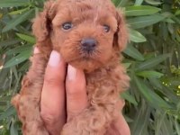 DUNYA TATLISI POODLE MİNİKLER