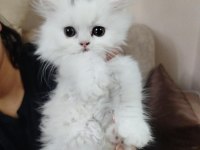 British Longhair 2 Aylık