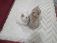 SECERELİ ANNE BABA SAFKAN BRİTİSH GOLDEN BEBEKLER