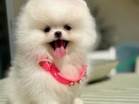 Üst Düzey Kalitede Beyaz Pomeranian Dişi Yavru