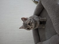 British Shorthair Erkek Sahiplendirme
