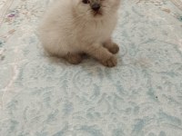Scottish fold dişi ve erkek yavru kediler
