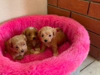 Maltipoo mini boy