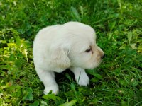 Golden retriever yavrular teslime hazır