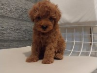 2 aylık safkan poodle