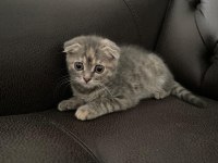 Acil scottish fold sahiplendirme