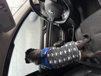 Yetişkin pug köpeği ücretsizdir