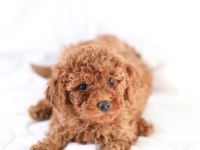 MİNİCİK TOY POODLE BEBEKLER