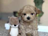 Safkan Maltipoo Yavruları