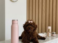 Teacup Kore Hatlı Dişi Poodle Pasaportlu ve Çipli