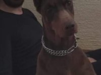 2.5 aylık dişi safkan doberman yavrusu