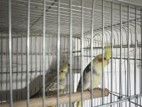 4 takım sultan papağanı kafes herşeyiyle sahiplendireceğim